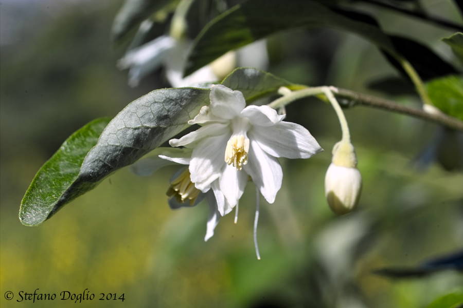 Styrax officinalis / Storace